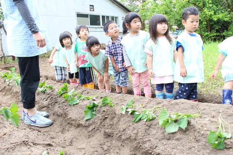 お芋の苗植え体験